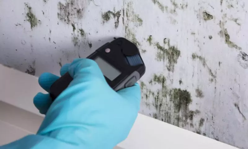 Protect Your Home: Mold Inspection or $250 Towards Removal Services