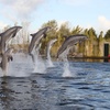 Image 4: Einrittskarte "Dolfinarium" in Harderwijk, Niederlande für 1 Person