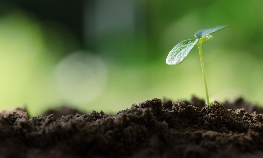 Image 11: Garden Compost - 25 or 70 Litre Bag plus Fertiliser