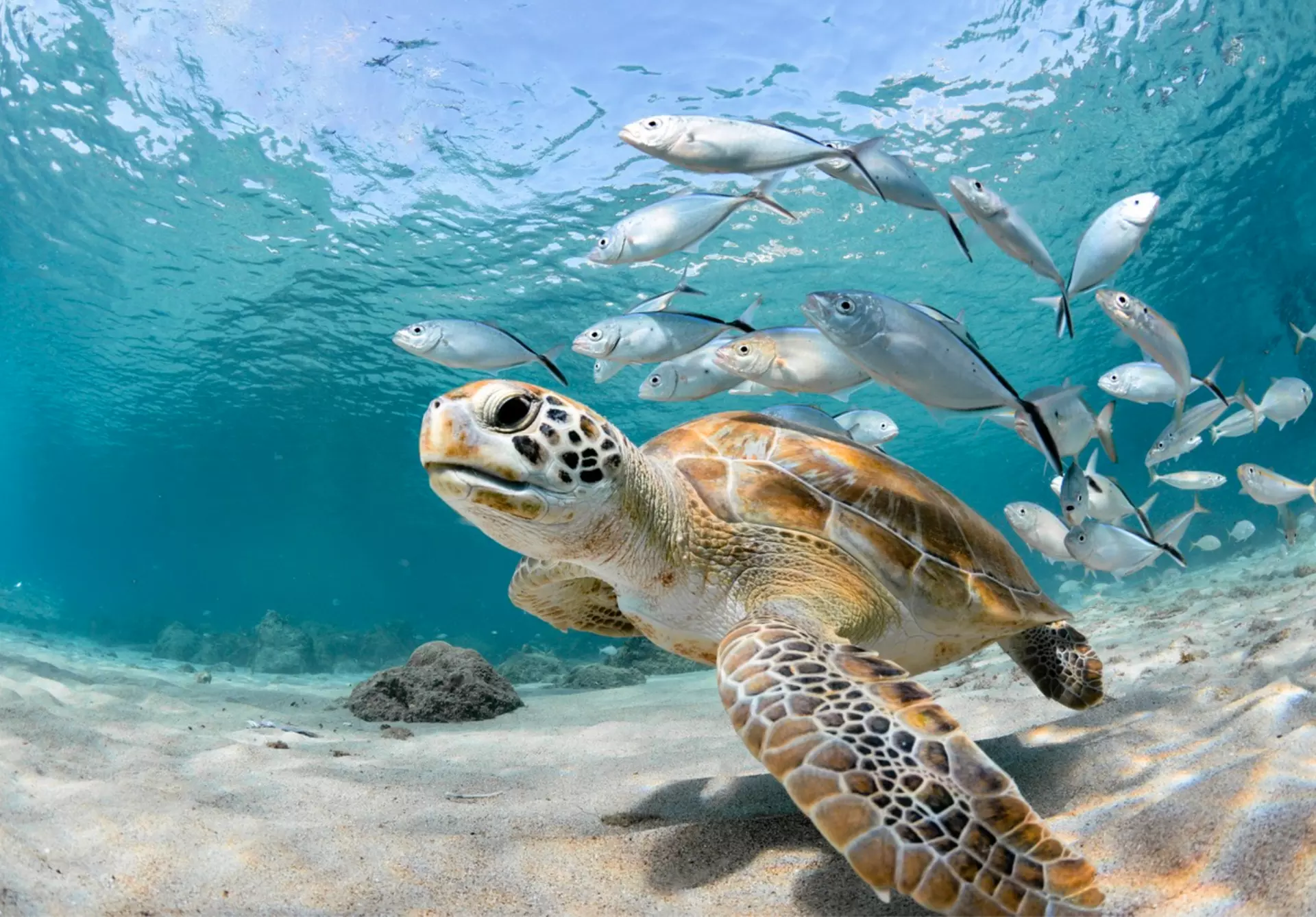 Experience the Wonders of Hawaii's Pristine Waters!