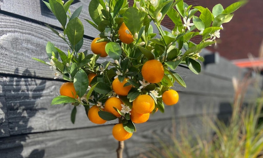 Image 4: 3x Calamodin- oder Zitronenbaum