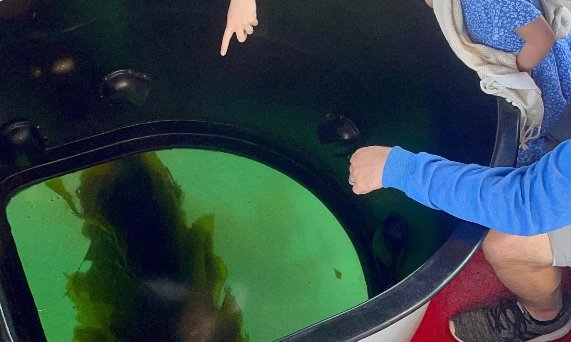 Enjoy One Hour Glass Bottom Boat Eco-Harbour Tour For One, Two or Four