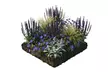 NatureNest 'Lila'-borderpakket van 8 planten - Image 6
