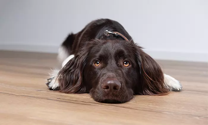 60 Min. studioline PHOTOGRAPHY Fotoshooting Erlebnis + Goldcard