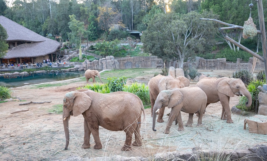 Image 11: San Diego Zoo Safari Park Tickets
