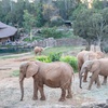 Image 11: San Diego Zoo Safari Park Tickets