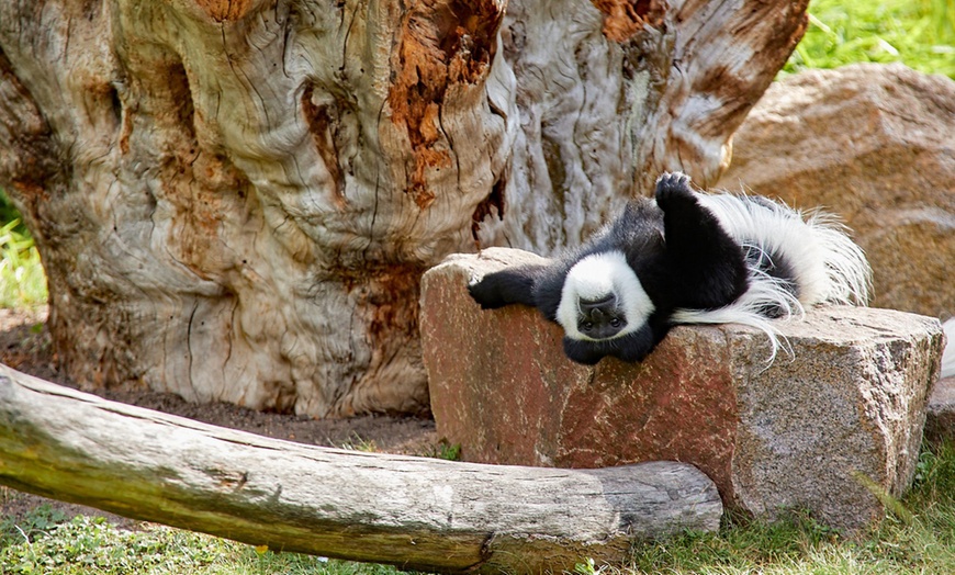 Image 8: Tageskarte für 1 Erwachsenen im Zoo Dresden im Januar oder Februar '26