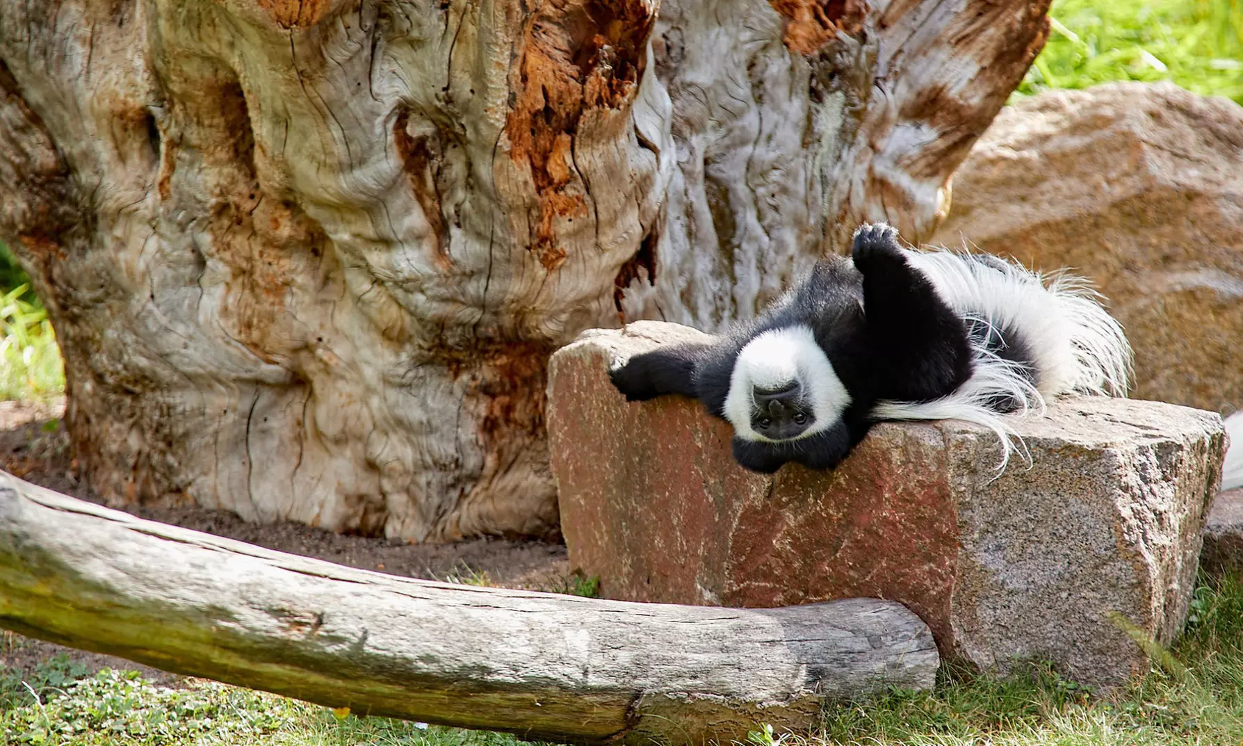 Tageskarte für 1 Erwachsenen im Zoo Dresden im Januar oder Februar '26