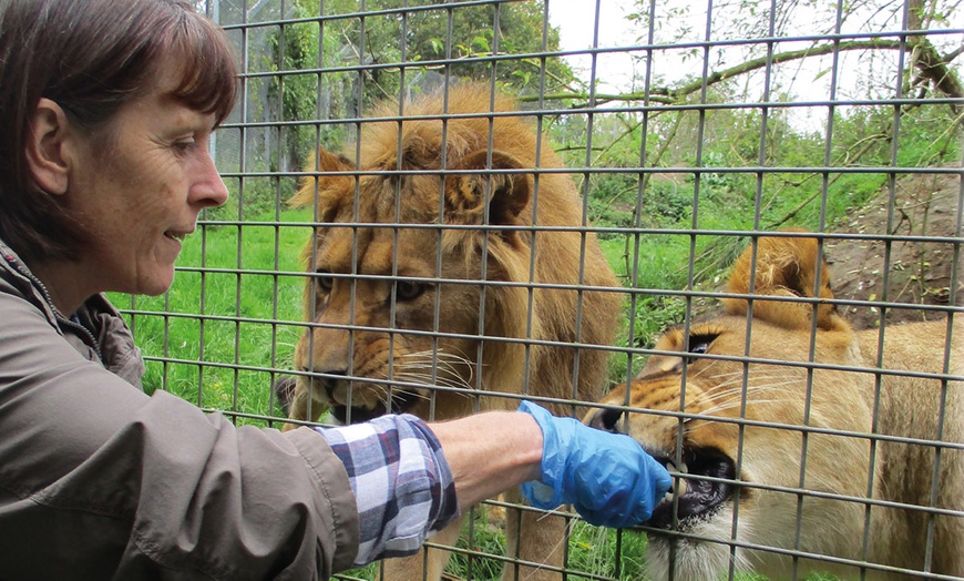 Image 1: Meet and Feed Big Cat for Two