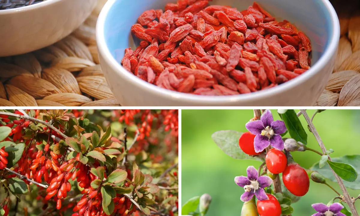 Set van 4 Gojibessen planten