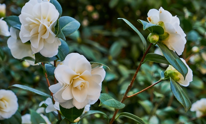 Image 13: 1 o 2 arbustos de camelia «rosa japonesa» con flores de color a elegir