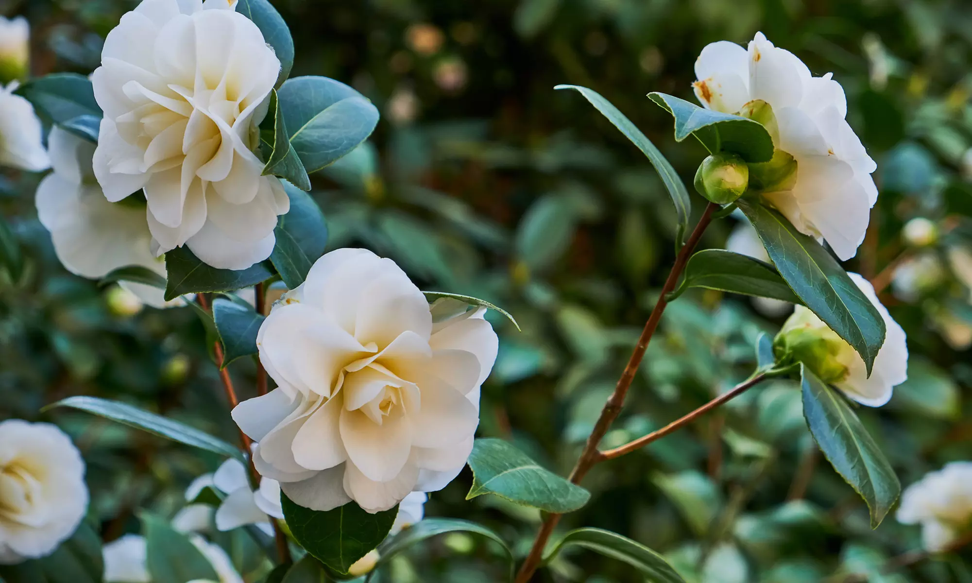 1 o 2 arbustos de camelia «rosa japonesa» con flores de color a elegir