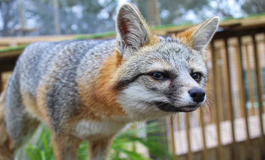 Image 2: Experience Wildlife - Admission to North Florida Wildlife Center