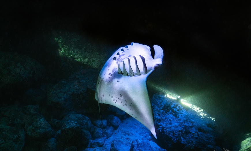 Image 8: Hawaiian Speed Boat Tour w/ Reef Snorkel, Sea Cave, Dolphins & Whales
