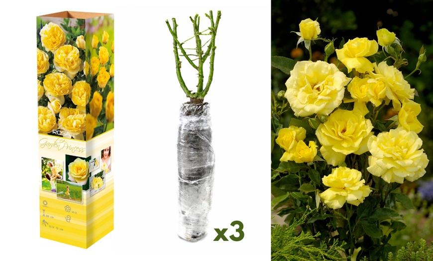 Image 4: Set rose Polyantha