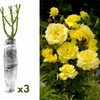 Image 4: Set rose Polyantha