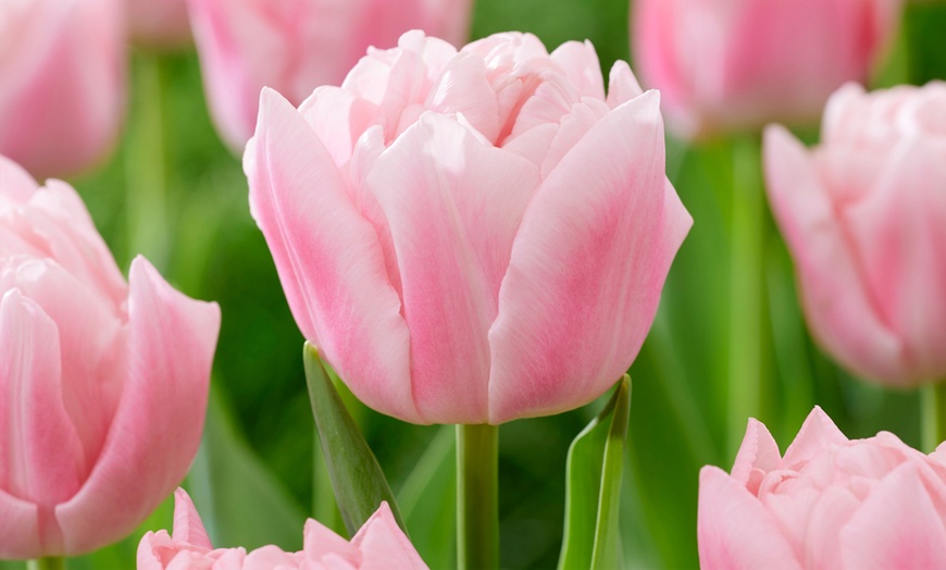 Image 3: 15x oder 25x Tulpen-Blumenzwiebel „Tulipa Dreamer“