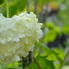 Image 15: Potted Viburnum Hardy Shrubs