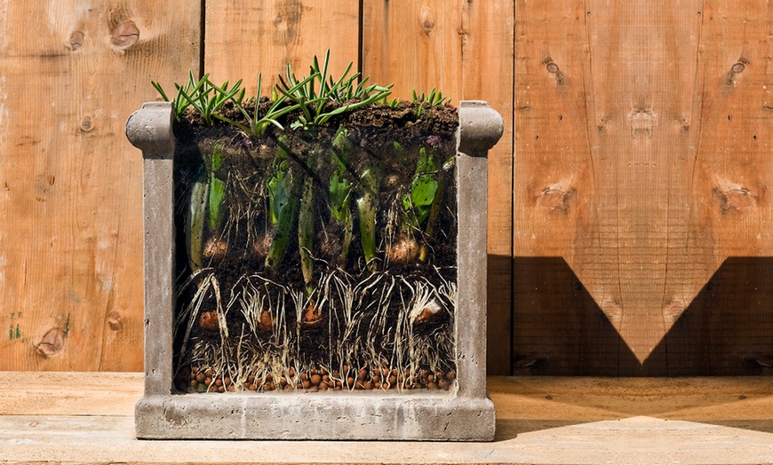 Image 11: Spring Lasagne Bulb Collection 75 Bulbs + Optional Patio Pot & Compost