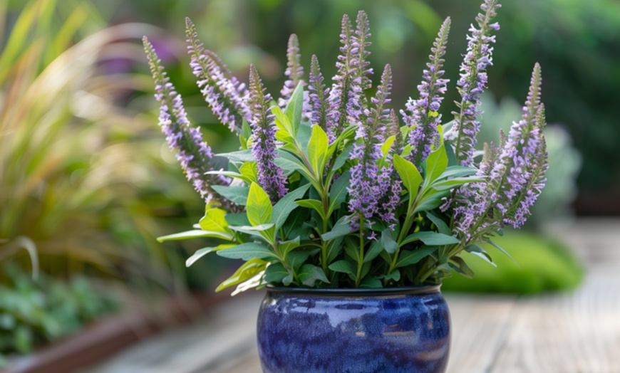 Image 2: Set de 6 o 12 plantas de Hebe Rootz