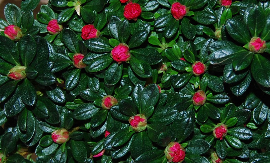 Image 4: One or Three Mixed Azalea Plants