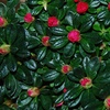 Image 4: One or Three Mixed Azalea Plants