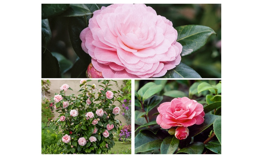 Image 5: 1 ou 2 arbustes de camélia du Japon XL de Gardenzo