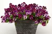 Vibrant Winter Flowering Pansy Mixes - up to 72 Plants - Image 5