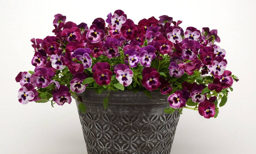 Image 5: Vibrant Winter Flowering Pansy Mixes - up to 72 Plants