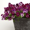 Image 5: Vibrant Winter Flowering Pansy Mixes - up to 72 Plants
