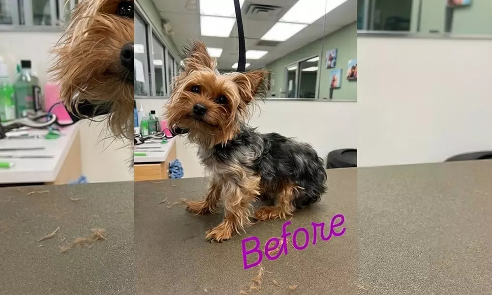 In-Home Full Service Dog Grooming for Small to XL Dogs