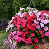 Image 2: Mixed Summer Flowering Busy Lizzie Plants