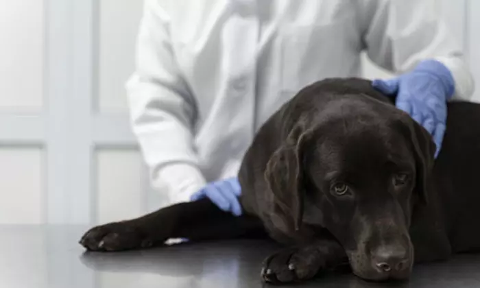 Female Cat Spaying Up to or Above 20 Kg, Male Dog Castration & More