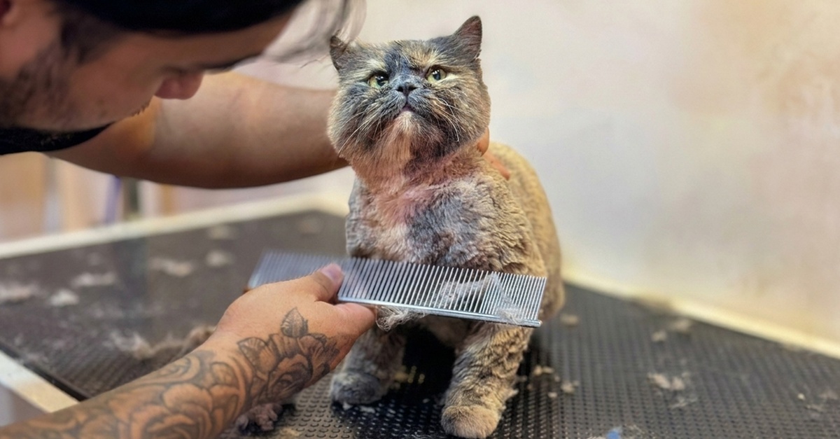 Mobile Pet Grooming At Your Doorstep: Hassle-free Care For All Pets Mobile Pet Grooming At Your Doorstep: Hassle-free Care For All Pets
