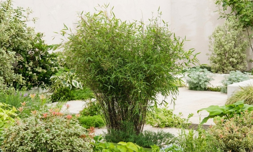 Image 6: 1 ou 2 plantes "Fargesia Red Dragon"