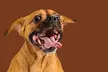 1-Hour Dog Photoshoot with Prints ($9), to Add Acrylic Block ($49) at Photographyroom (Up to $586 Value) - Image 3
