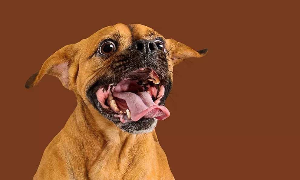 1-Hour Dog Photoshoot with Prints