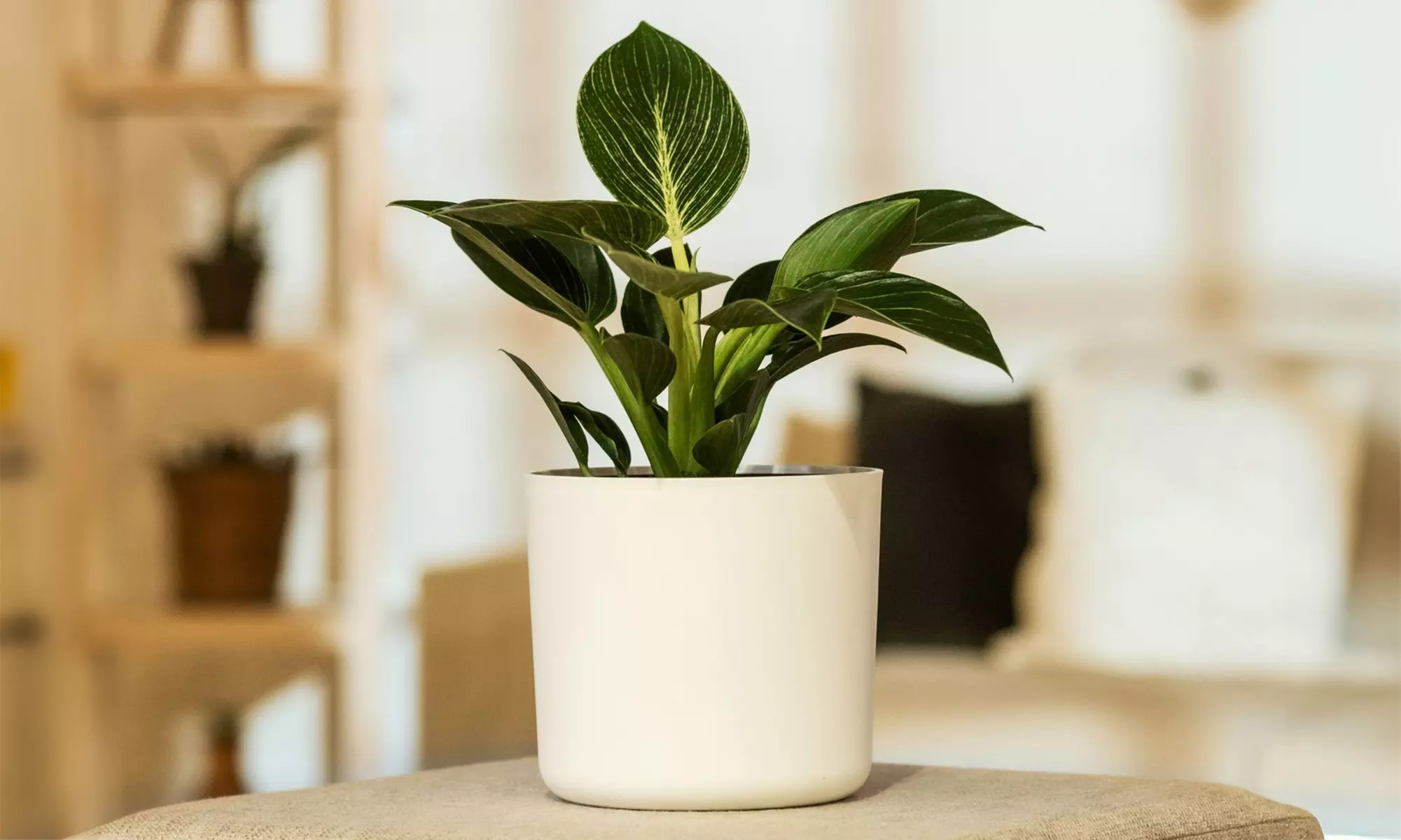 1x oder 2x Philodendron White Wave - Primary Image