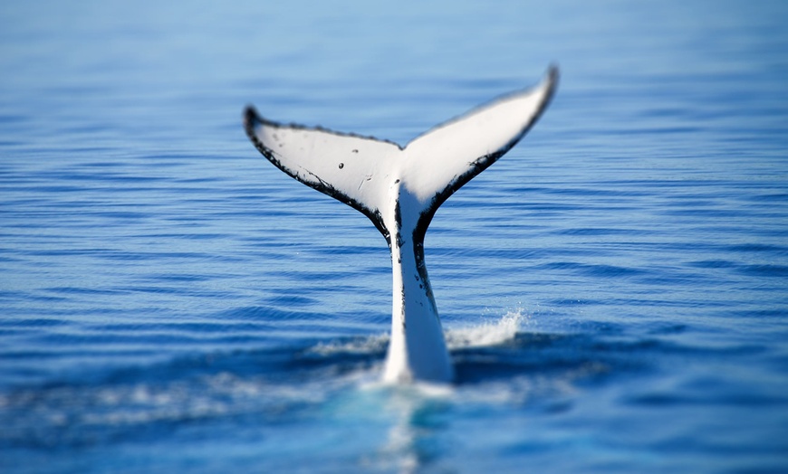 Image 2: Tickets to Whale Watching Cruise (Ages 6+)