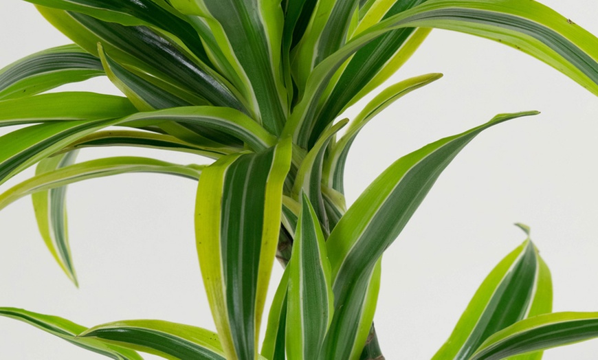 Image 6: Set di 4 piante di Dragon Tree Dracaena