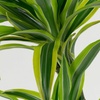 Image 6: Set di 4 piante di Dragon Tree Dracaena