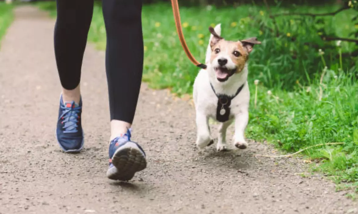 30,45,or 60-Minute Dog Walking or Visit or 5 Days Pet Package