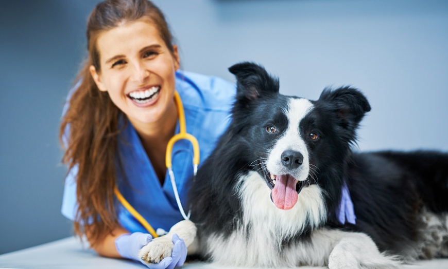 Image 4: For All Pet Lovers: Online Single Course, 3‑Course or 5‑Course Bundle