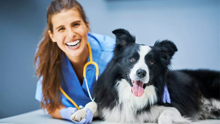 For All Pet Lovers: Online Single Course, 3‑Course or 5‑Course Bundle