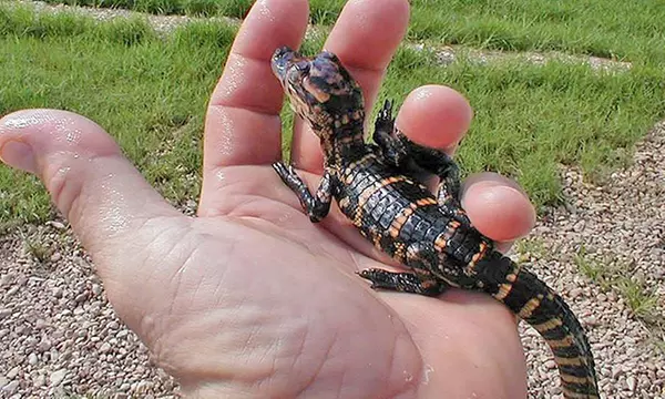 Up to 50 Off a 90 Minute Swamp Tour at Jean Lafitte Tours