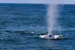 Luxury San Diego Whale Watching Tour - Up to 35% Off with Wild Pacific Whale Watch  - Second Medium