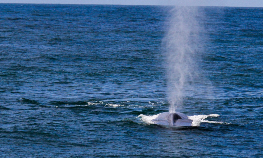 Image 7: Luxury San Diego Whale Watching Tour
