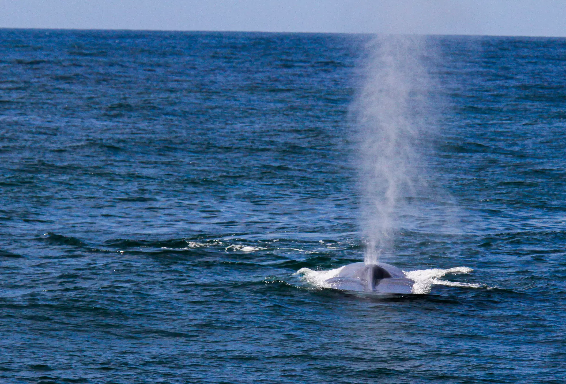 Luxury San Diego Whale Watching Tour