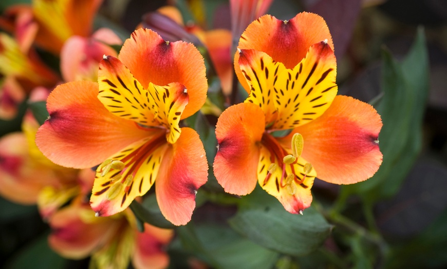 Image 1: One, Three or SIx Hardy Alstroemeria Indian Summer