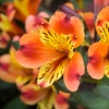 Image 1: One, Three or SIx Hardy Alstroemeria Indian Summer